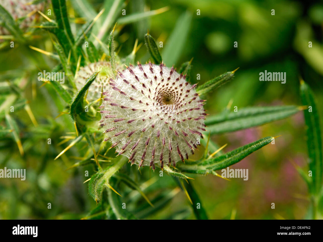 Scotch Thistle o cotone Thistle (Onopordum acanthium), Svizzera, Europa Foto Stock