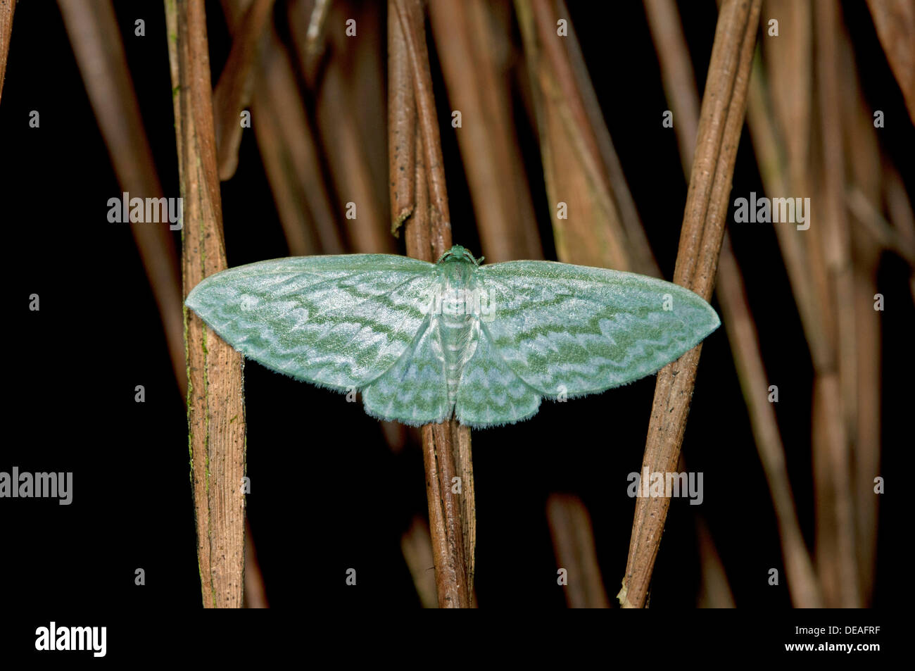 Geometra tarma (Geometridae), regione Tandayapa, Andino cloud forest, Ecuador, Sud America Foto Stock