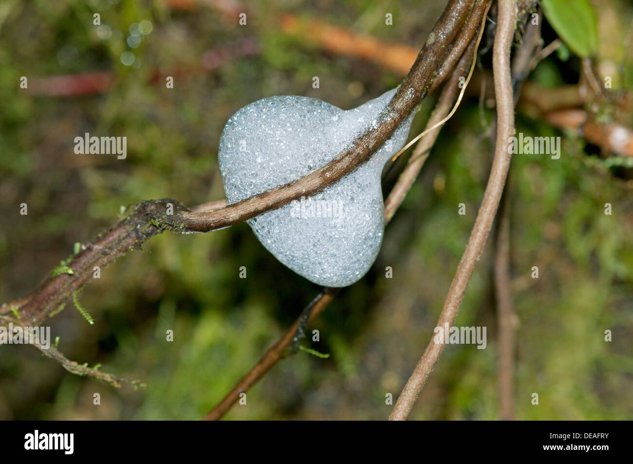 Nido di schiuma delle larve spittlebug (Aphrophoridae), regione Tandayapa, Andino cloud forest, Ecuador, Sud America Foto Stock