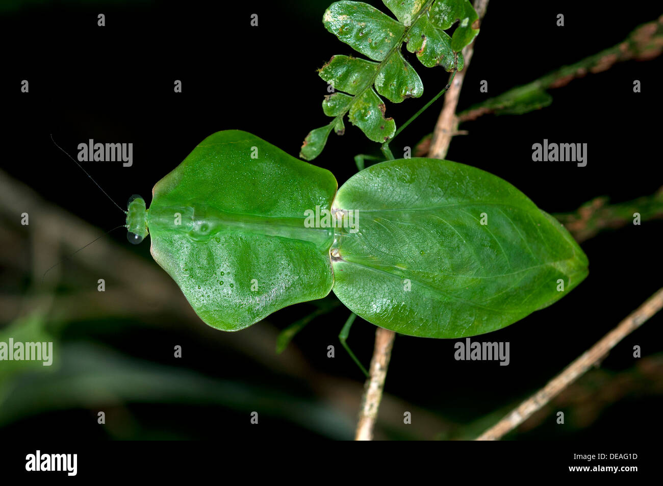 Protezione tropicale Mantis, incappucciati Mantis o Leaf Mantis (Choeradodis stalii), Tiputini rain forest, Yasuni National Park, Ecuador Foto Stock