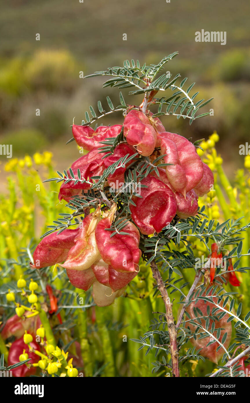 Blooming palloncino o pisello Kancurbos (Sutherlandia frutescens), Namaqualand, Sud Africa e Africa Foto Stock