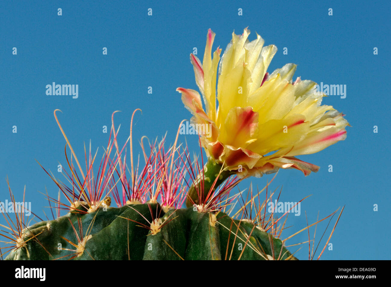 Il giallo fiore di un ibrido Echinopsis, riccio Cactus, dei ricci di mare di cactus o di Pasqua Lily Cactus Foto Stock