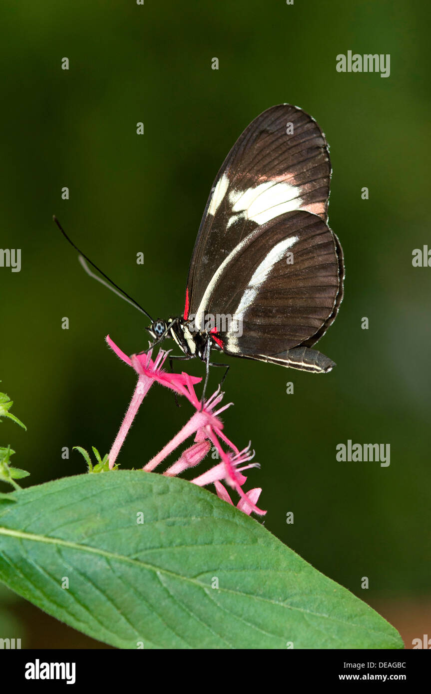 Portalettere Butterfly (Heliconius melpomene :) Foto Stock