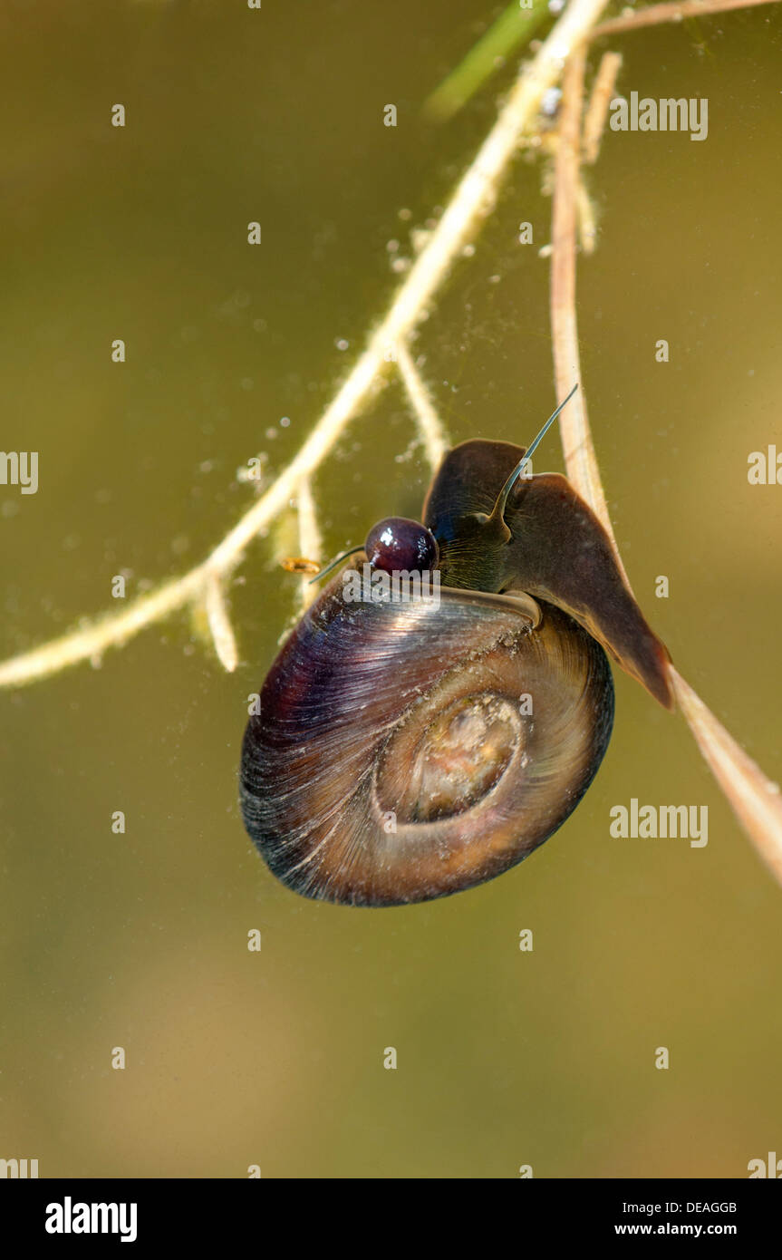 Grande Ramshorn lumaca (Planorbarius corneus), con un tubo-come organo visibile sul lato sinistro della testa, sifone, al filtro Foto Stock