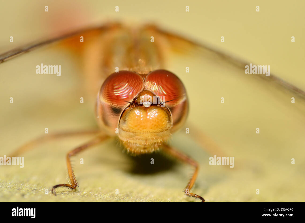 Un primo piano di ripresa macro Darner rosso testa a forma di libellula. Foto Stock