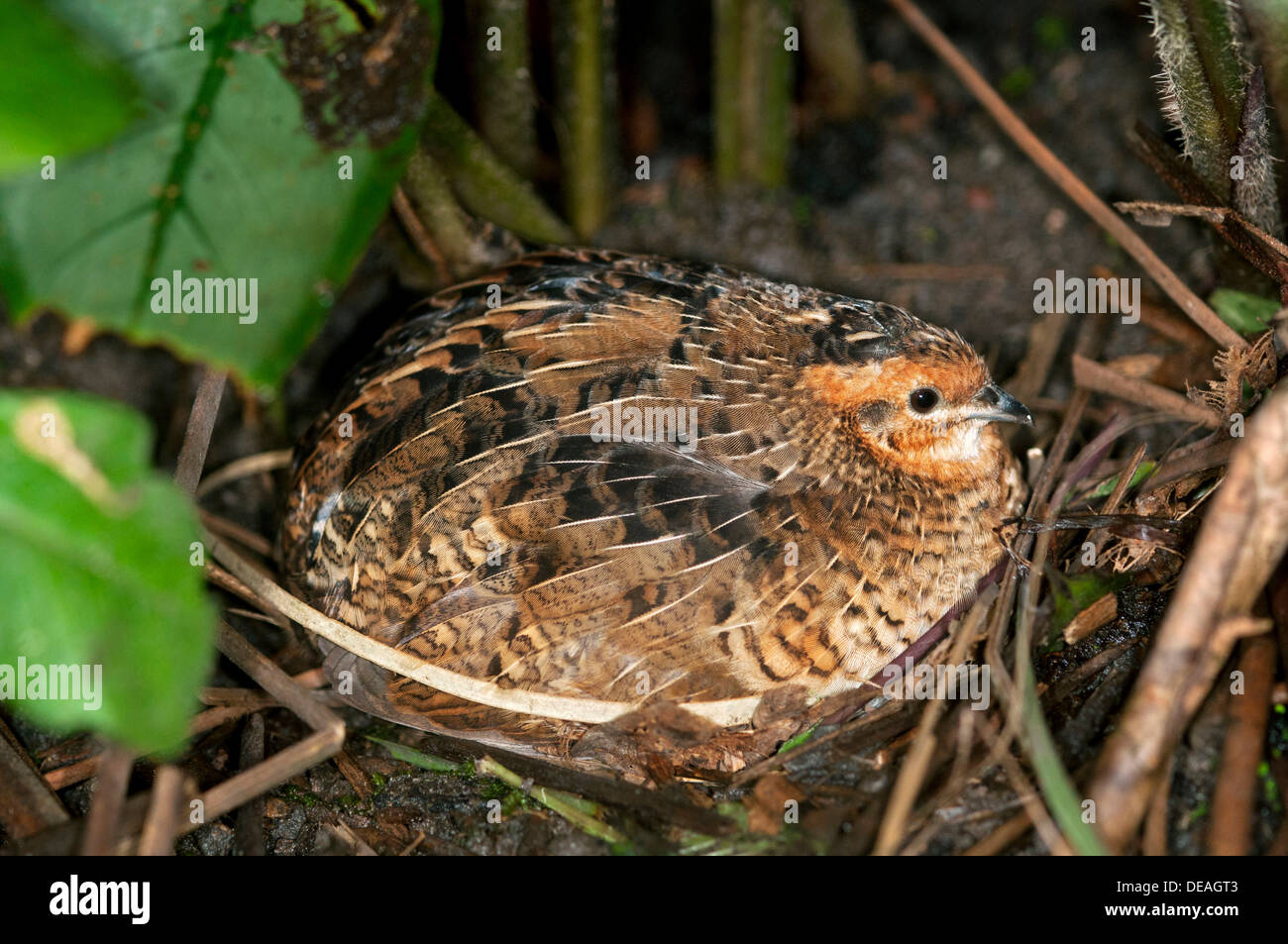 Re quaglia o dipinti Cinesi Quaglia (Coturnix chinensis), cova femmina, Asien, Kerzers, Svizzera Foto Stock