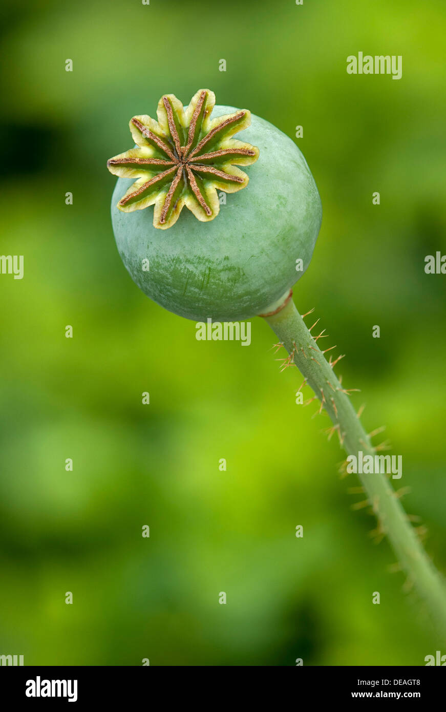 Pod di semi di papavero (Papaver somniferum), Ginevra, Genf, Svizzera Foto Stock