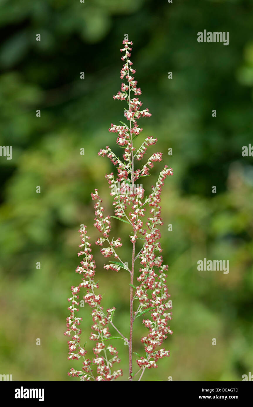 Artemisia o assenzio comune (Artemisia vulgaris), Ginevra, Genf, Svizzera Foto Stock
