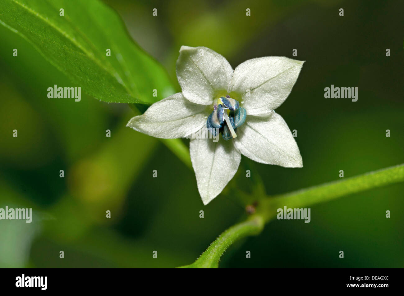 Fiore di peperoncino (capsicum sp.), Ginevra, il Cantone di Ginevra, Svizzera Foto Stock