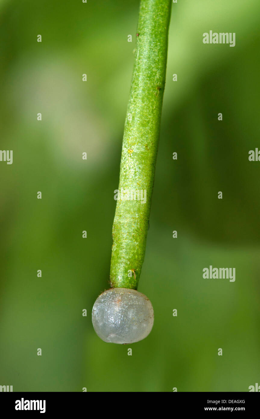 Sferica di frutta bianca del vischio cactus (Rhipsalis . clavata), Ginevra, il Cantone di Ginevra, Svizzera Foto Stock