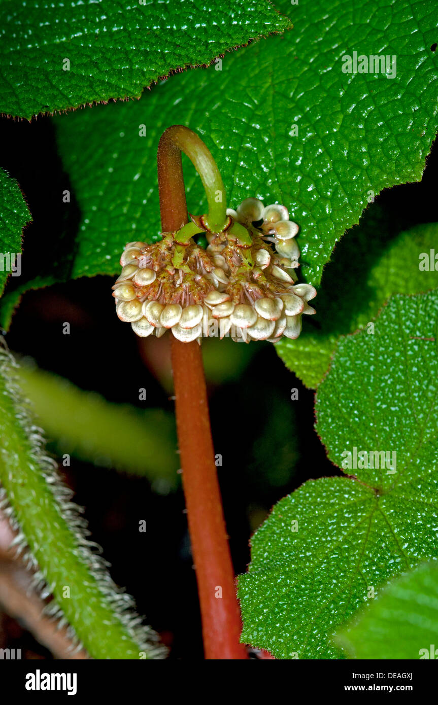 Fiore di dispiegamento di una begonia (Begonia sp.), Ginevra, il Cantone di Ginevra, Svizzera Foto Stock