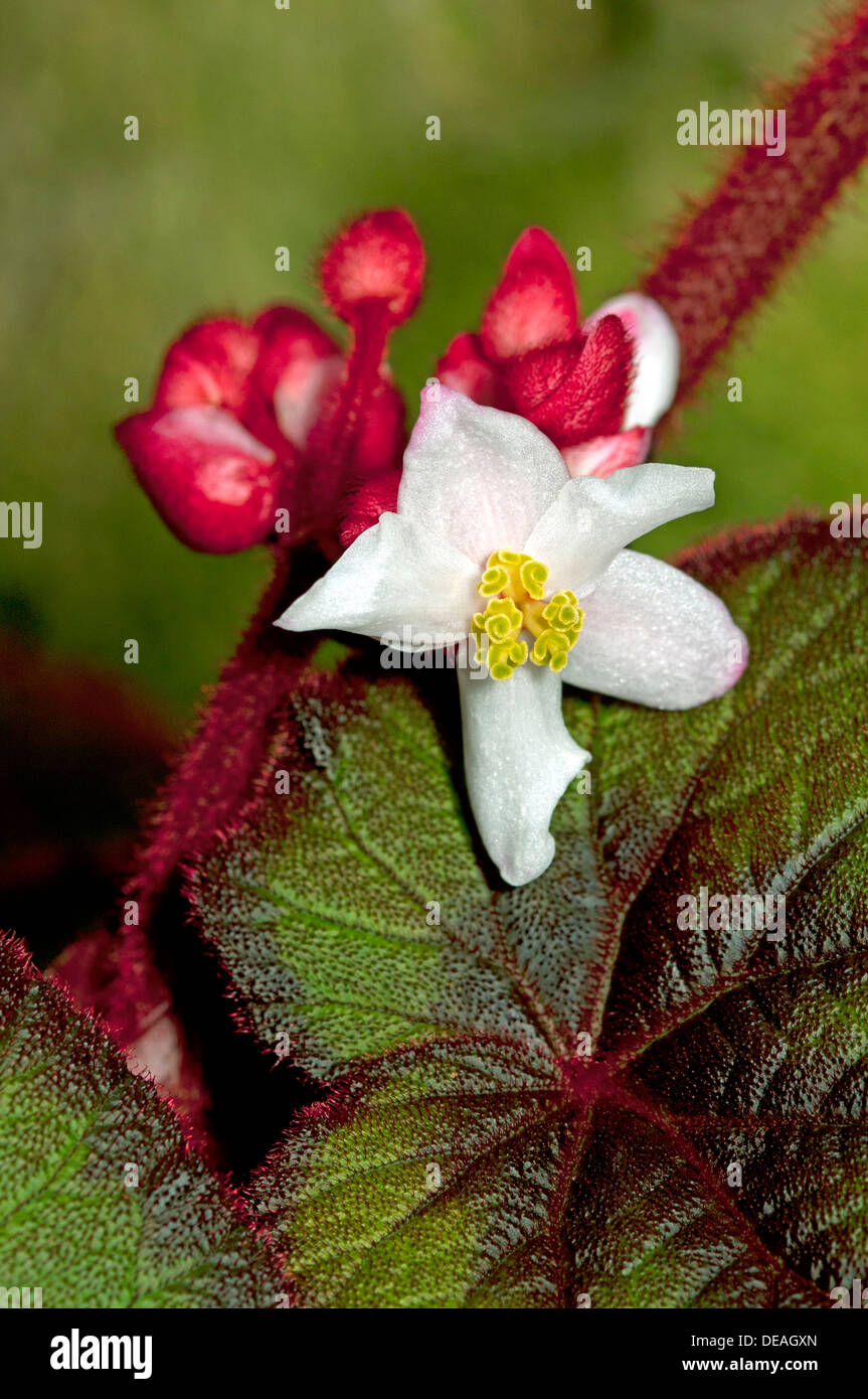Fiore di una begonia (Begonia sp.), Ginevra, il Cantone di Ginevra, Svizzera Foto Stock