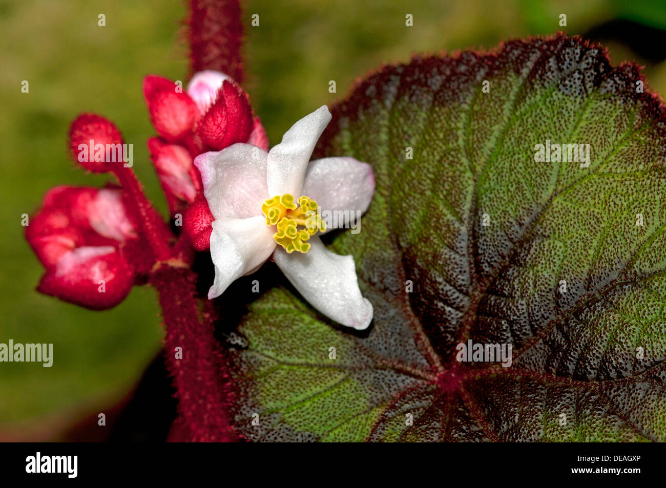 Fiore di una begonia (Begonia sp.), Ginevra, il Cantone di Ginevra, Svizzera Foto Stock
