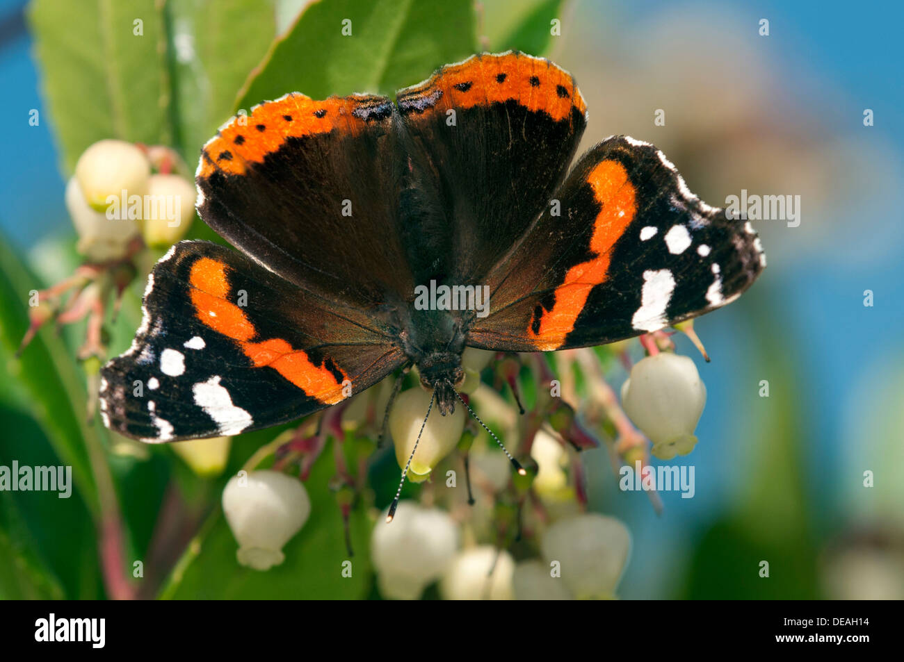 Red Admiral butterfly (Vanessa Atalanta), femmina, Ginevra, il Cantone di Ginevra, Svizzera Foto Stock