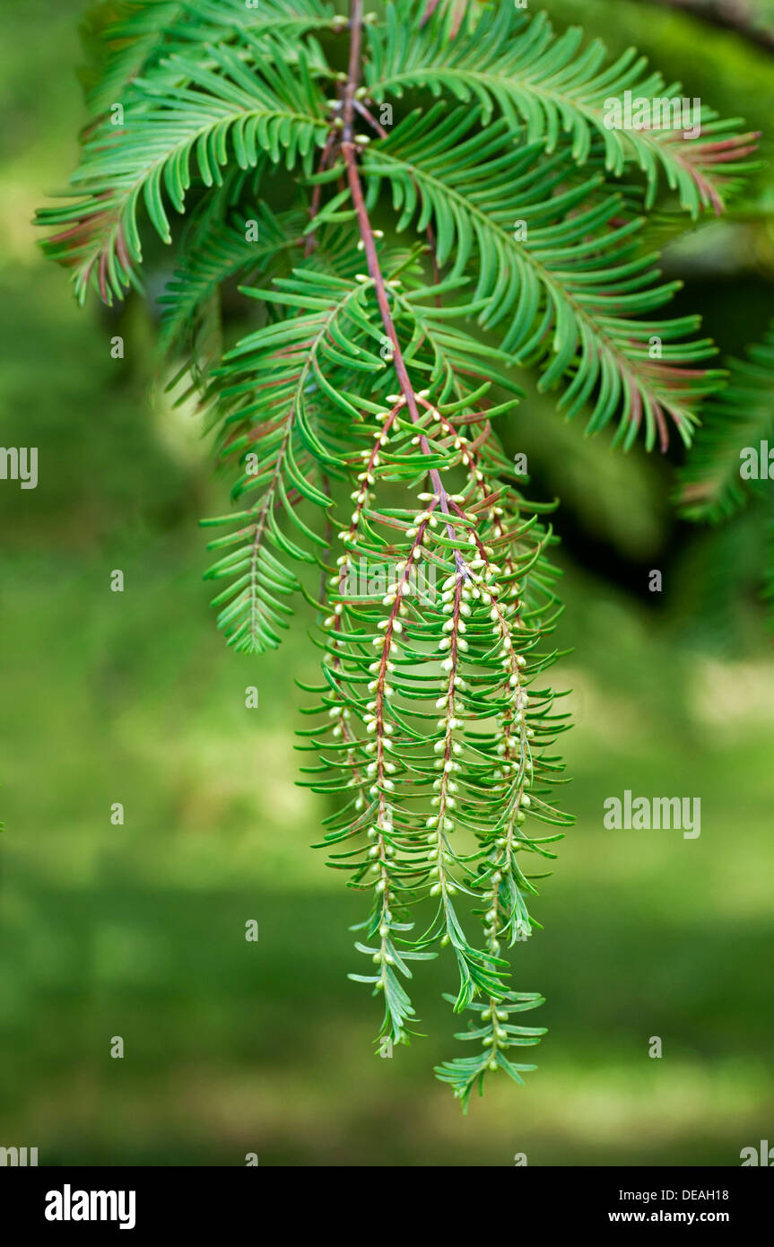 Coni maschili dell'alba Redwood (Metasequoia glyptostroboides), Ginevra, il Cantone di Ginevra, Svizzera Foto Stock