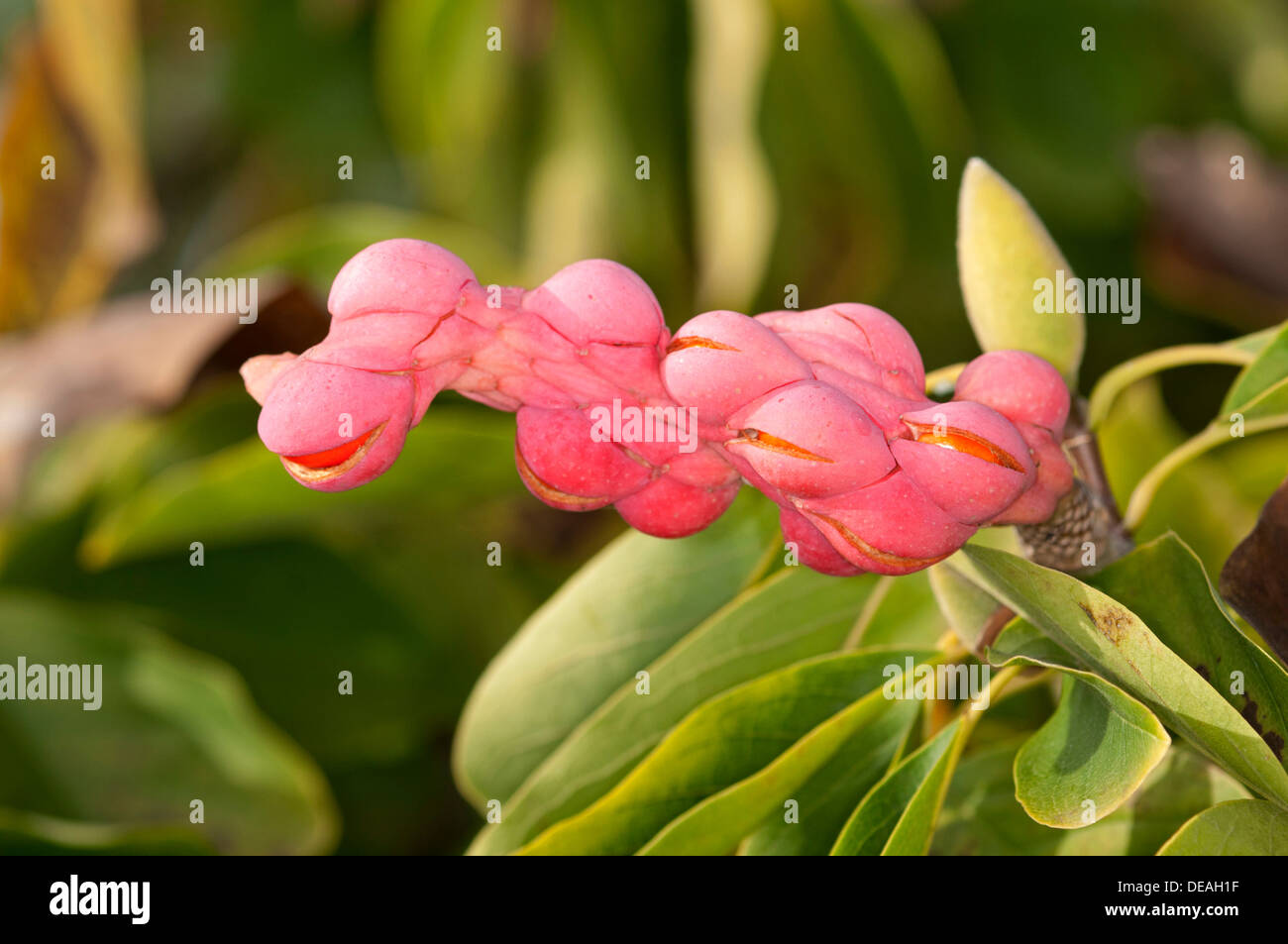 Magnolia Yulan (Magnolia denudata), Frutta, semi circondato da red arils, Ginevra, il Cantone di Ginevra, Svizzera Foto Stock
