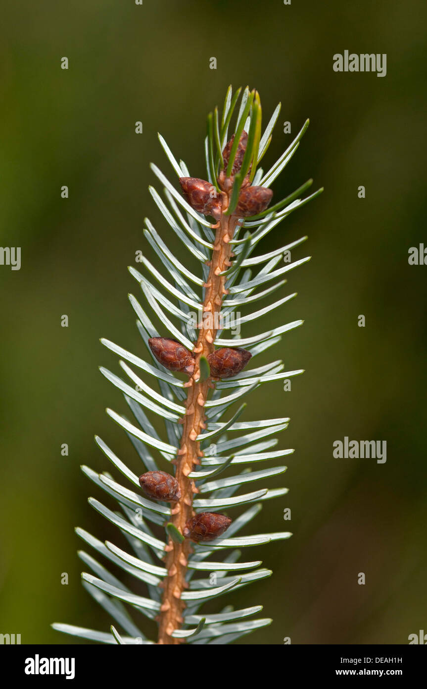 La succursale con coni maschili di Sargent di abete rosso (Picea brachytyla), Ginevra, il Cantone di Ginevra, Svizzera Foto Stock