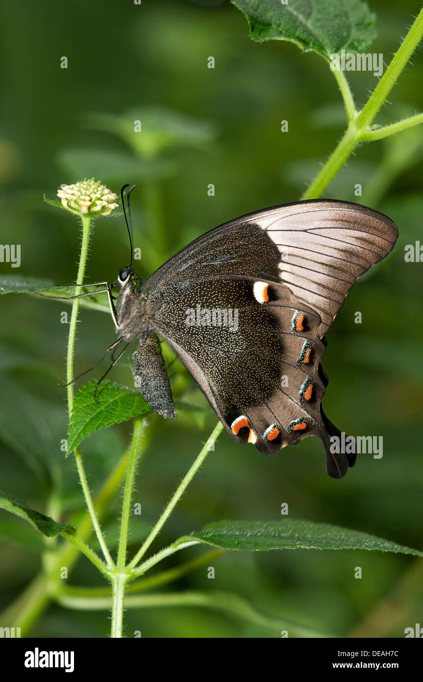 Ulisse butterfly, Blue Mountain a coda di rondine o Blue Mountain butterfly (Papilio ulysses), Australia Foto Stock