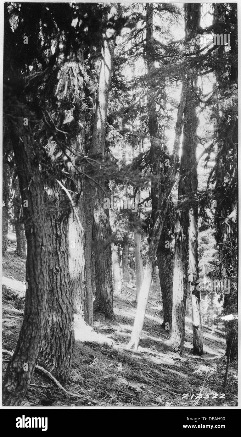 Gli alberi di cicuta di montagna crescono su ripidi pendii vicino a Mile Post 5E83, che segna il confine del Crater Lake National Park. Questa conifera resistente è comune nelle regioni montane e svolge un ruolo significativo nell'ecosistema del parco. Foto Stock