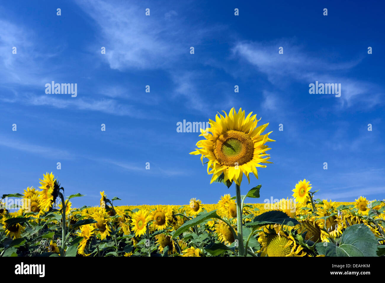 Campo di girasole, comune girasole (Helianthus annuus) Foto Stock