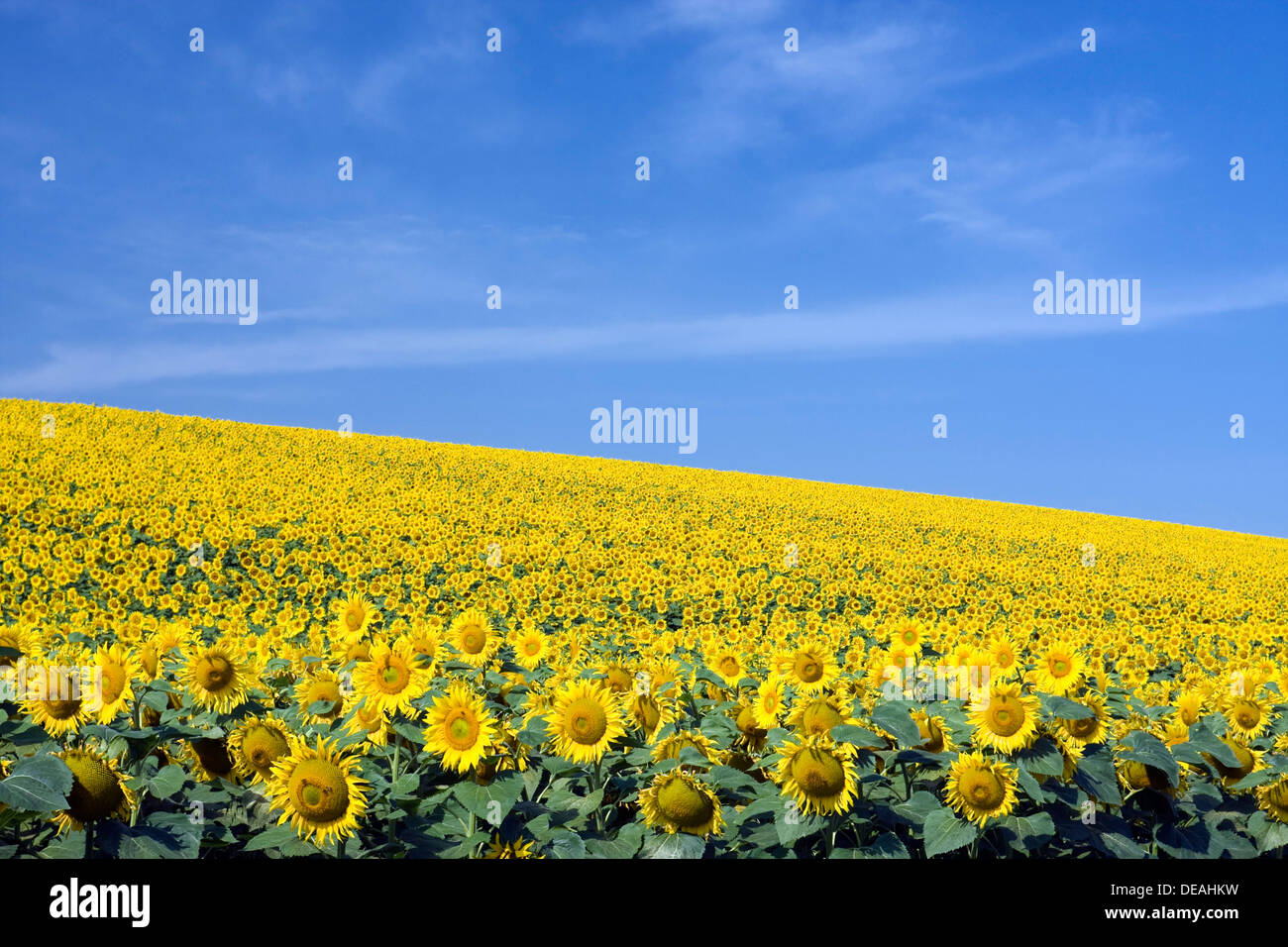Campo di girasole, comune girasole (Helianthus annuus) Foto Stock
