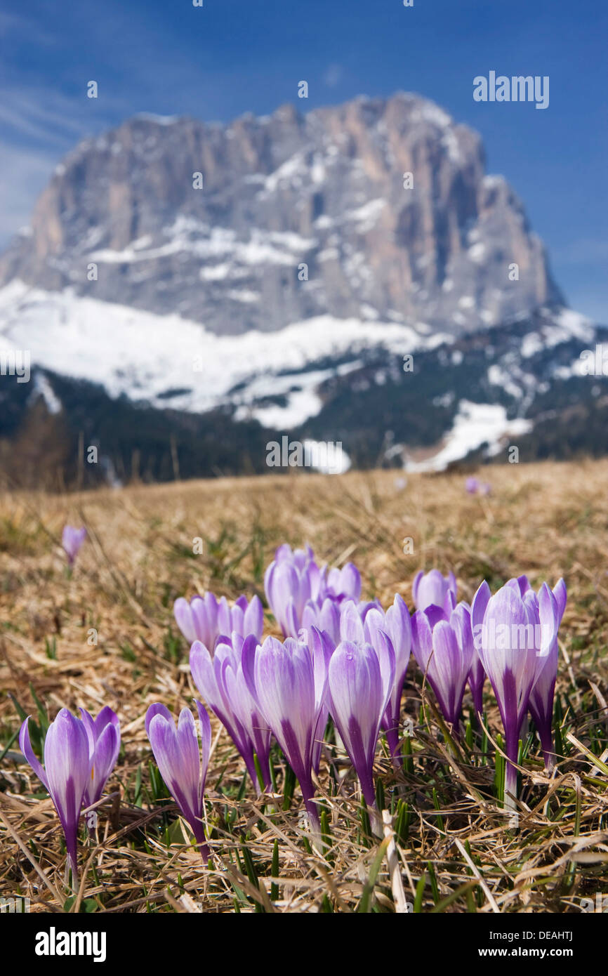 Crocus bianco (Crocus albiflorus) e picco del Sassolungo o Sassolungo, Dolomiti, Italia, Europa Foto Stock