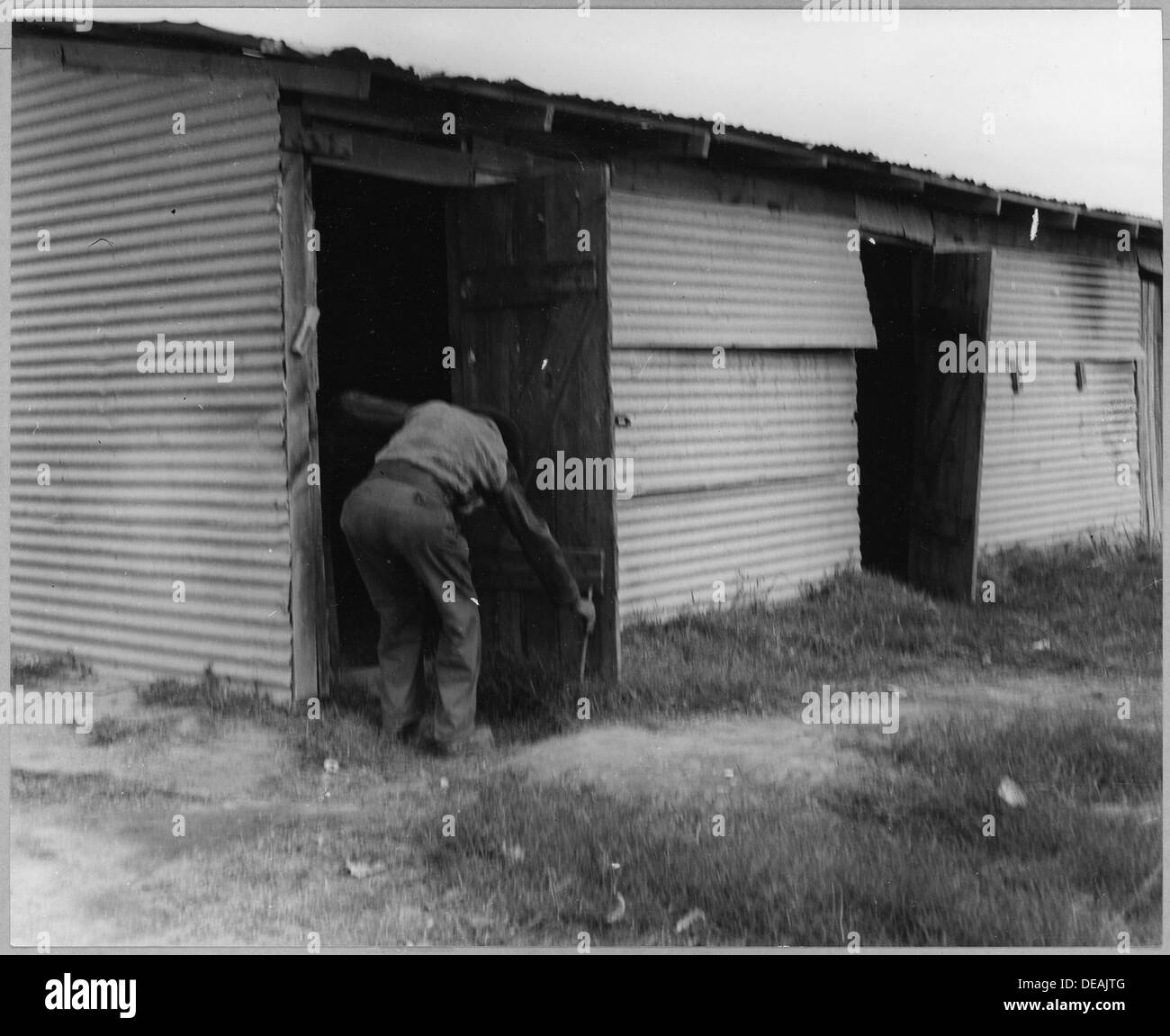 Raccoglitori migratori di cotone in un campo coltivatore vicino a Buckeye, Arizona, impegnati in manodopera stagionale per i raccolti di cotone nell'industria agricola della regione. Foto Stock