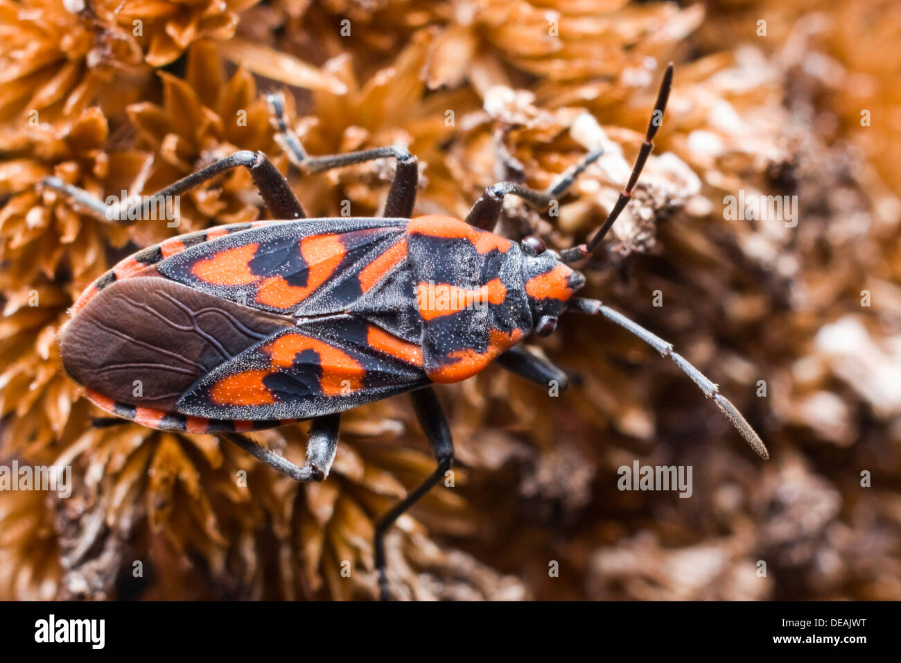 Soldato cretese Beetle (Spilostethus saxatilis) Foto Stock