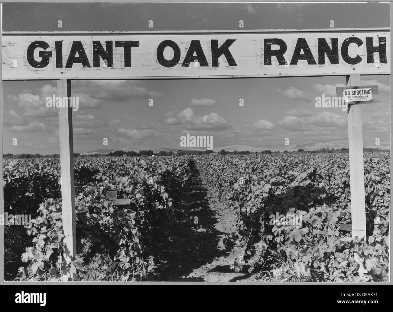 Un vigneto su larga scala nella contea di Tulare, California, di proprietà di un'azienda agricola assentata, che riflette le tendenze nell'agricoltura aziendale e nelle pratiche agricole della regione. Foto Stock