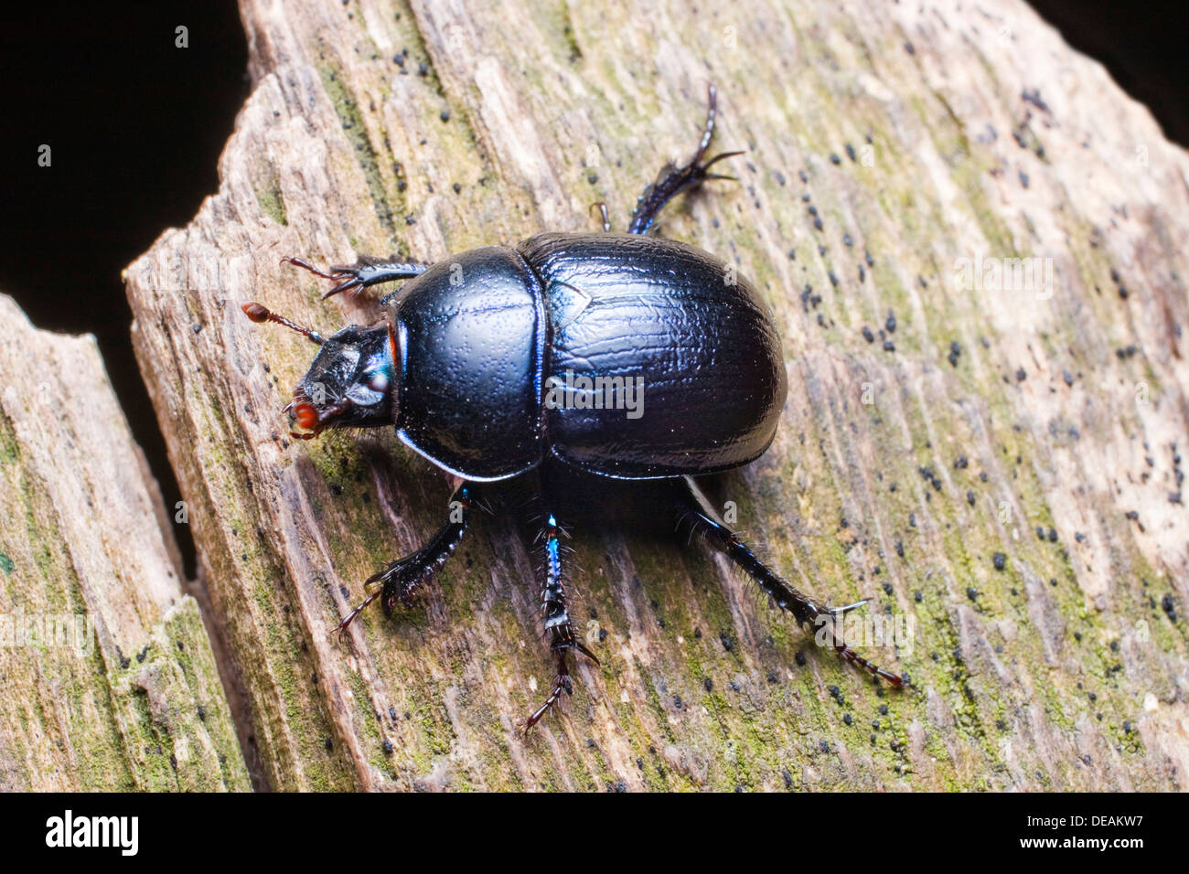 Dor beetle (Anoplotrupes stercorosus, Geotrupes amoethysticus, Geotrupes erythropterus, Geotrupes fauconneti Foto Stock