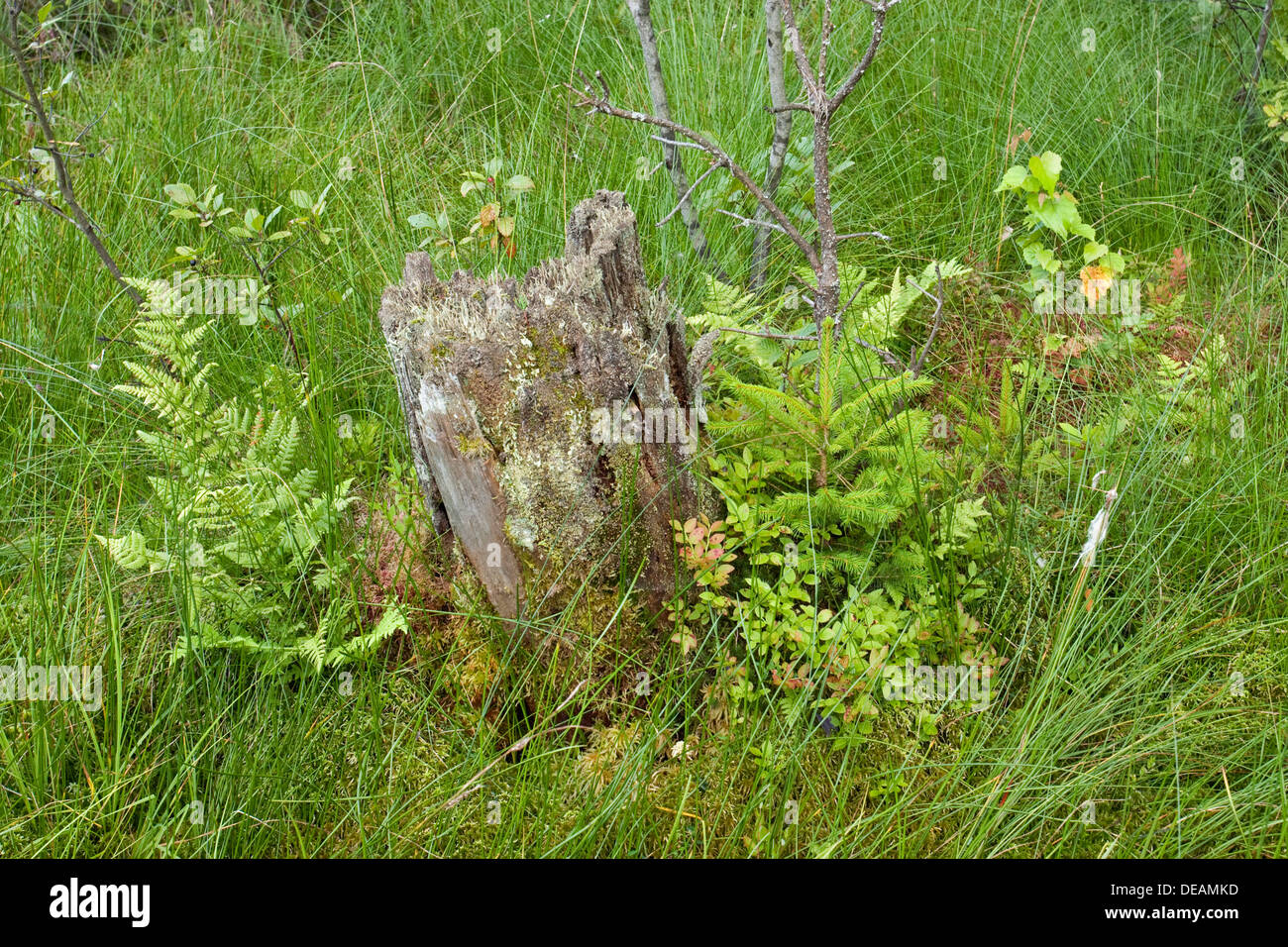 Marciume ceppo di albero vicino Suchar Rzepiskowy Lago, Wigierski National Park, Polonia, Europa Foto Stock