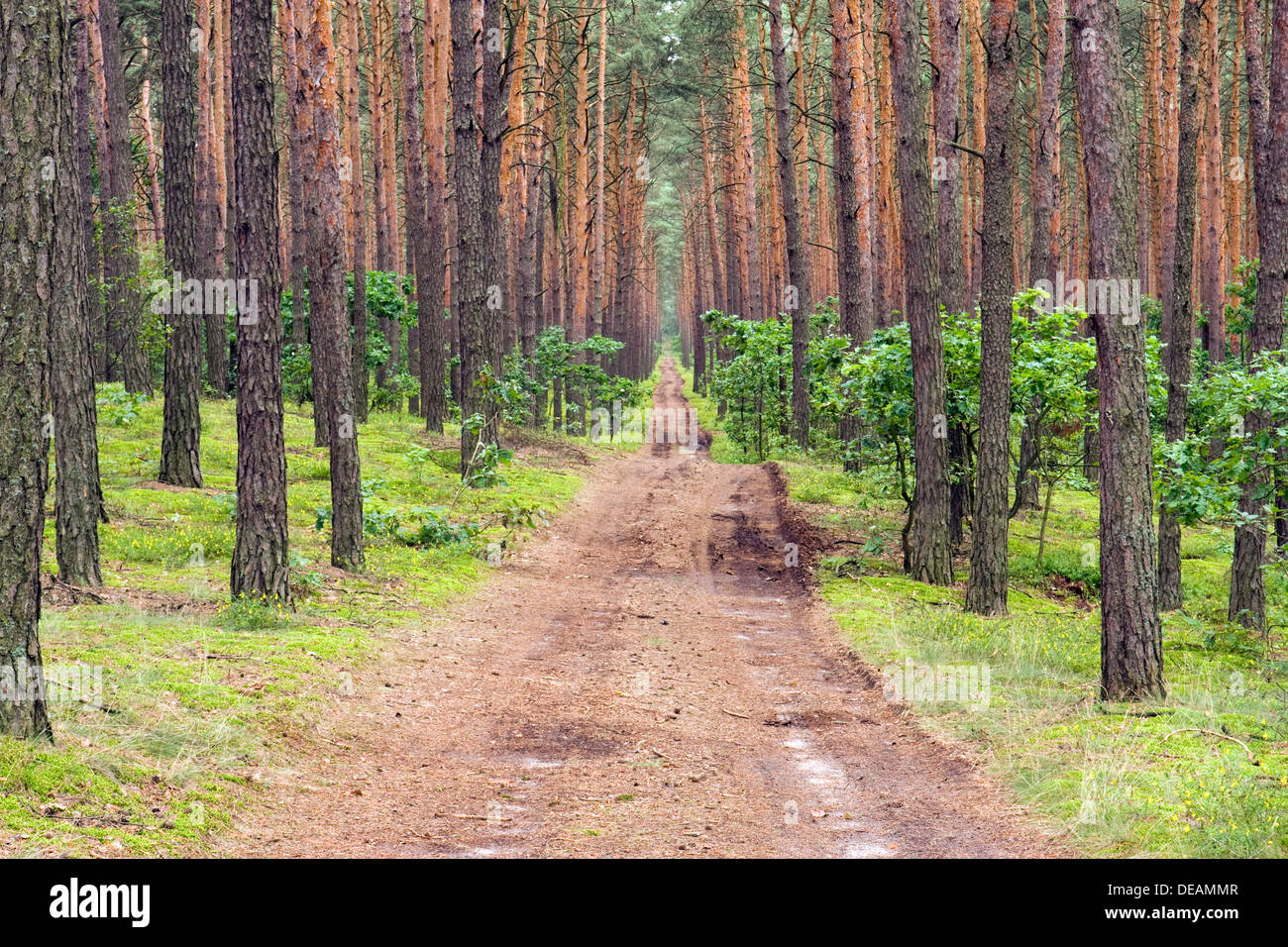 Incendio percorso di salvataggio nella pineta vicino Roztoka, Kampinoski National Park, Polonia, Europa Foto Stock