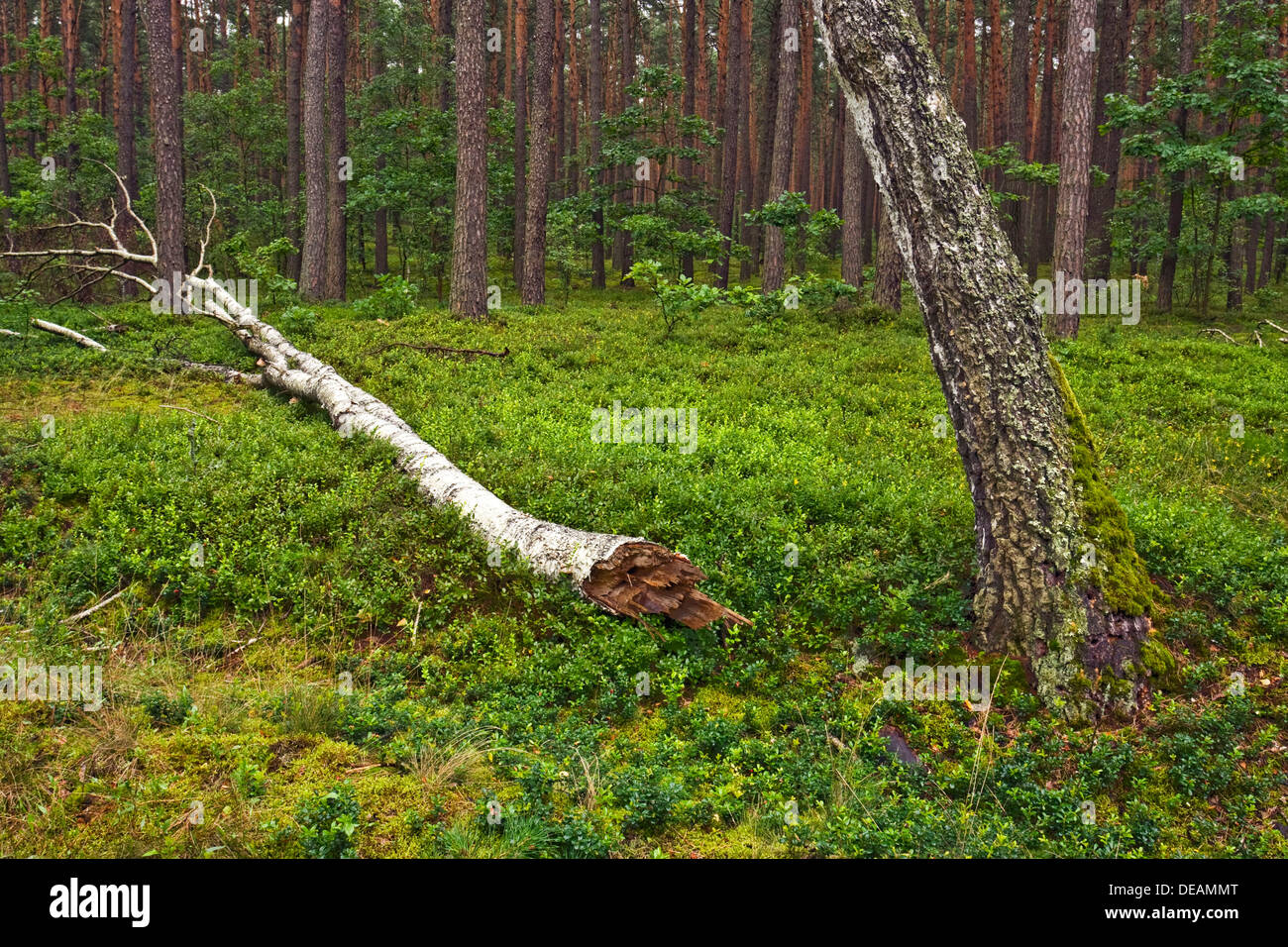 Foresta Vicino Roztoka, Kampinoski National Park, Polonia, Europa Foto Stock