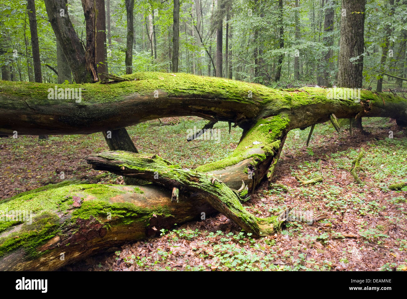 Albero caduto, moss coperto di foresta di Bialowieza, Bialowieza National Park, Polonia, Europa Foto Stock
