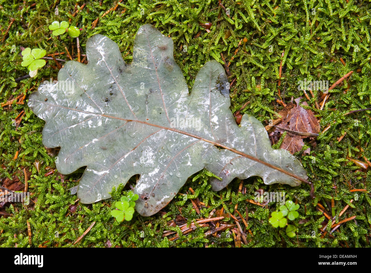 Foglie di quercia (Quercus), la foresta di Bialowieza, Bialowieza National Park, Polonia, Europa Foto Stock