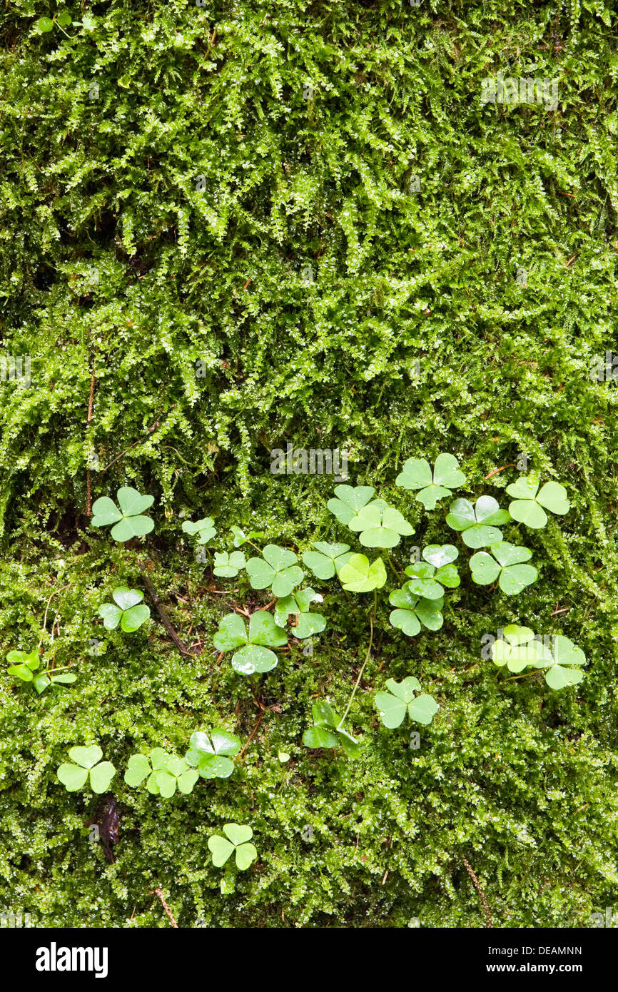 Woodsorrel, Soursob, legno Sorrel (Oxalis sp.), la foresta di Bialowieza, Bialowieza National Park, Polonia, Europa Foto Stock