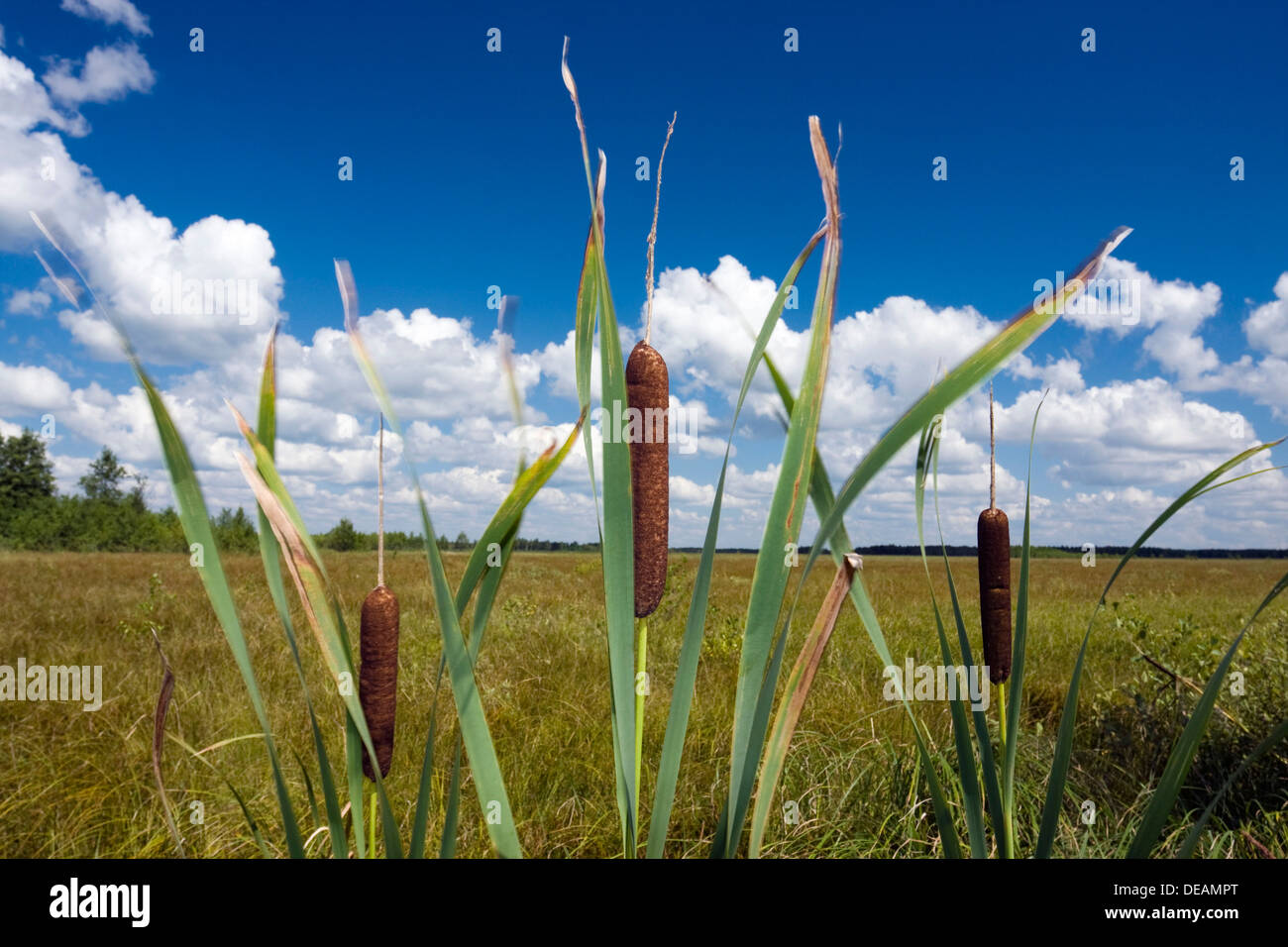 Latifoglie tifa, Cumbungi (Typha latifolia), Grobla Honczarowska, Bagno Lawki zone umide, Biebrzanski National Park, Polonia Foto Stock