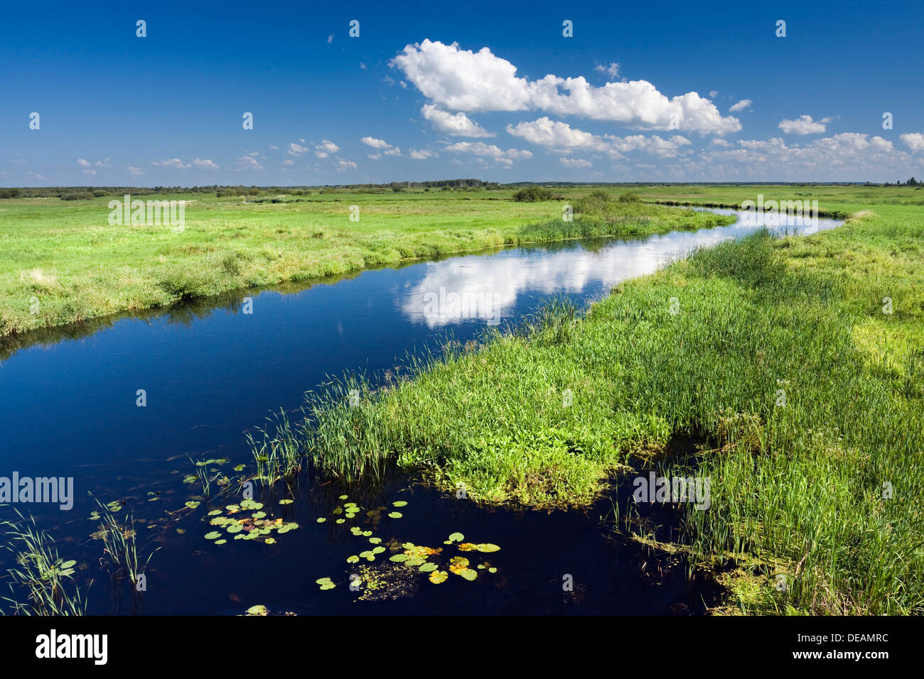 Il fiume Biebrza vicino Dolistowo guardare, Biebrzanski National Park, Polonia, Europa Foto Stock