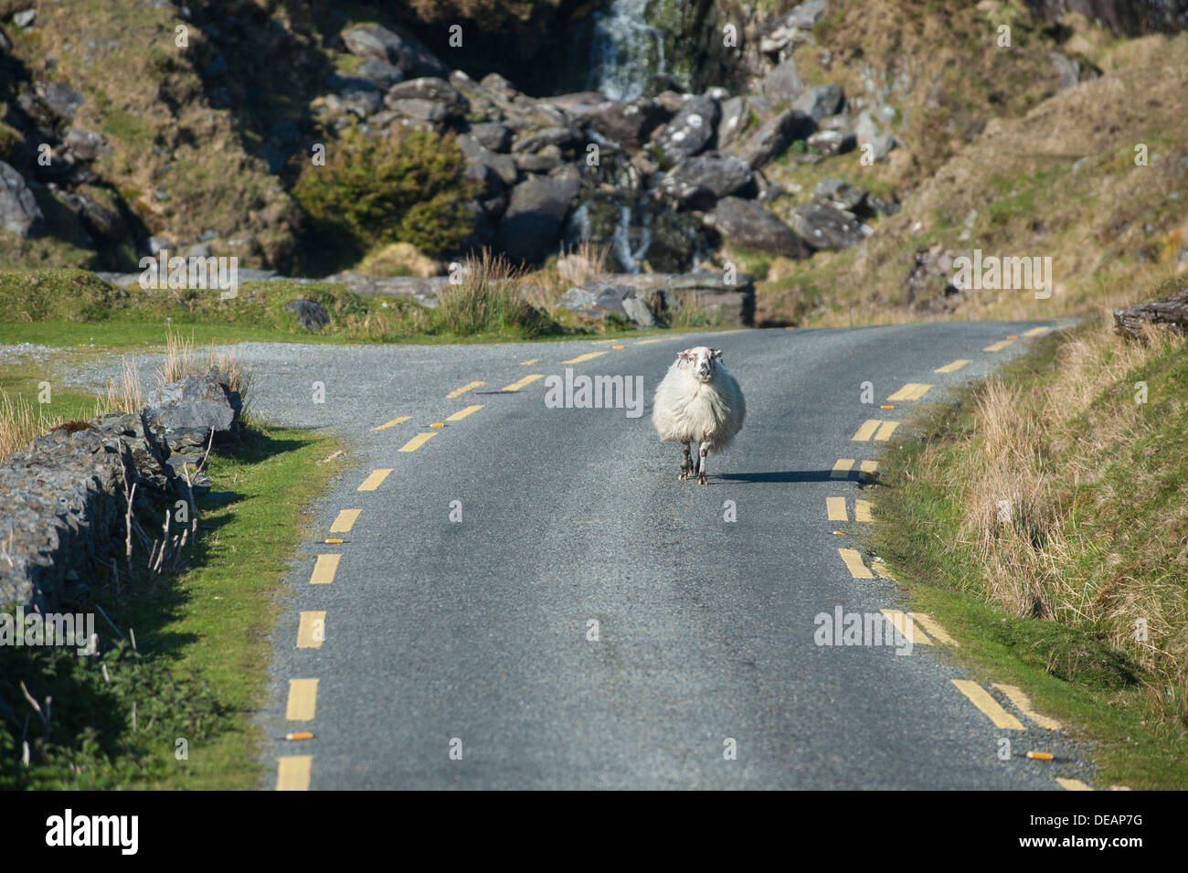 Pecore a camminare su una strada di campagna, Healy Pass, County Cork, Repubblica di Irlanda, Europa Foto Stock