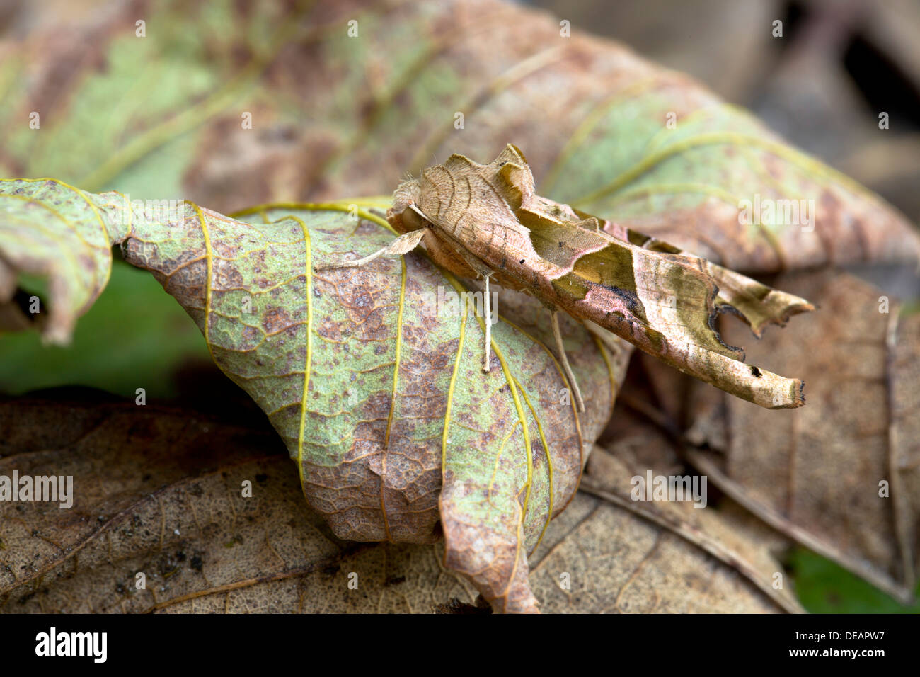 Sfumature di angolo Moth; Phlogophora meticulosa; Regno Unito Foto Stock