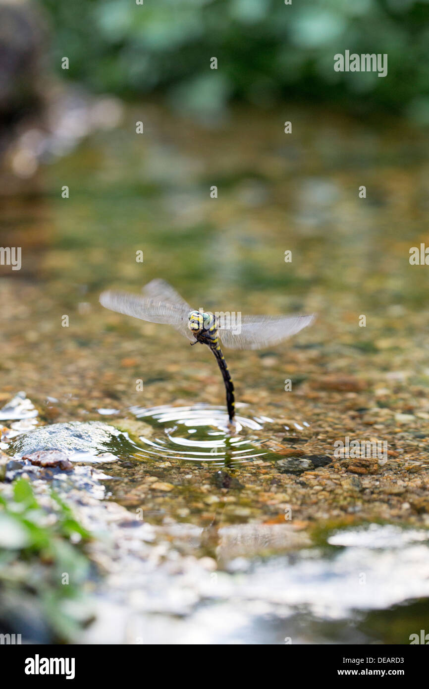 Golden inanellato Dragonfly; Cordulegaster boltonii; femmina; Uovo che Posa; Regno Unito Foto Stock