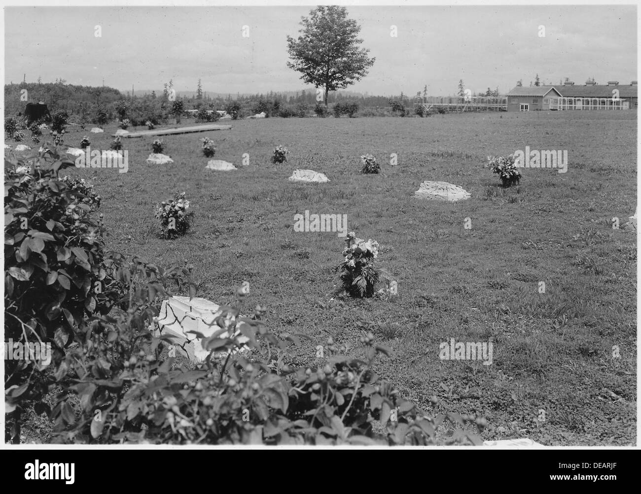 Questa fotografia cattura un cimitero dei pionieri situato su un'isola, che riflette la storia dei primi coloni e i loro luoghi di riposo finali in una posizione remota. Il cimitero è una testimonianza della prima vita dei pionieri. Foto Stock