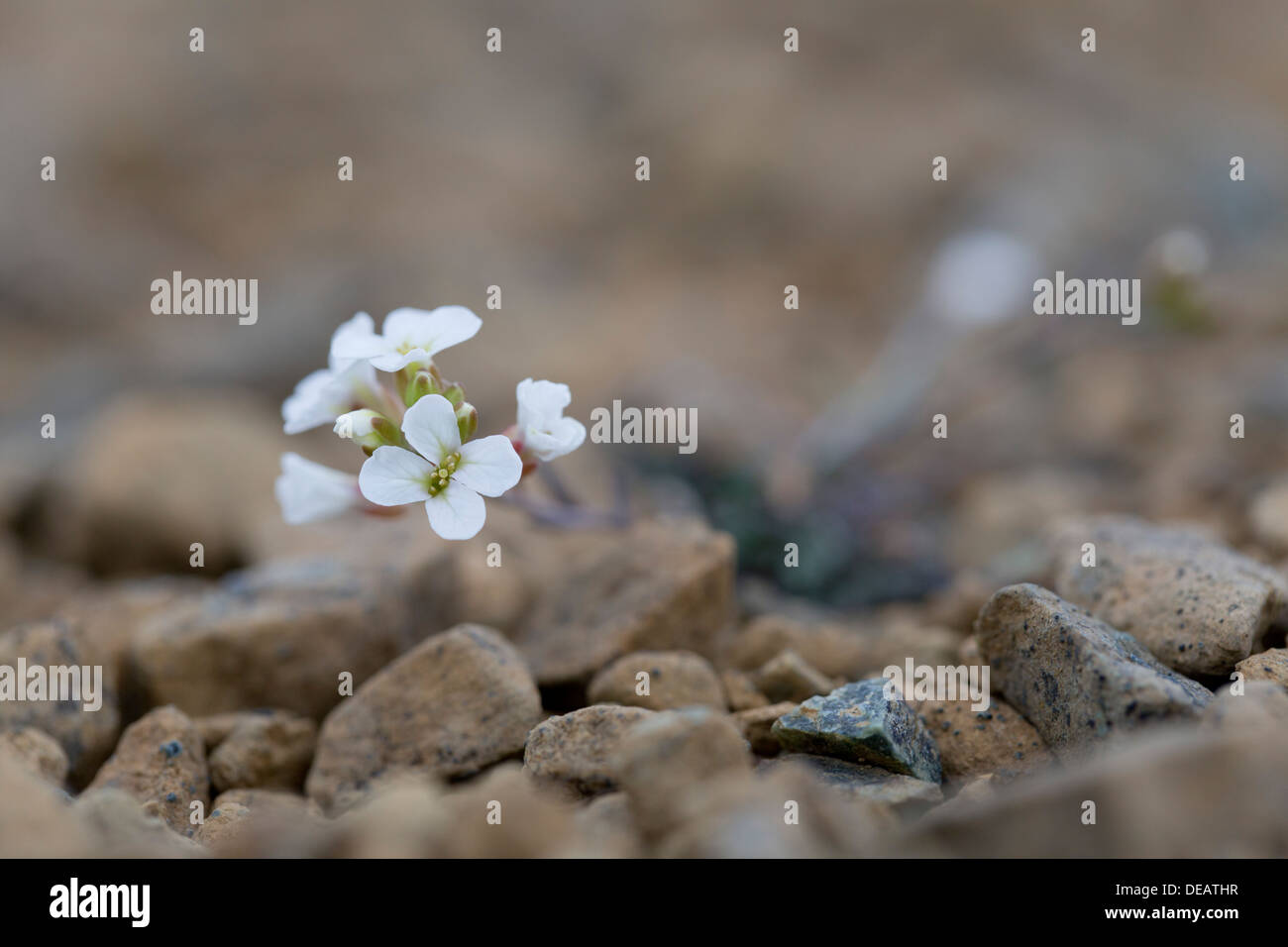 Northern Rock Cress; Arabidopsis lyrata; appassionati di Hamar;; Unst Shetland; Regno Unito Foto Stock