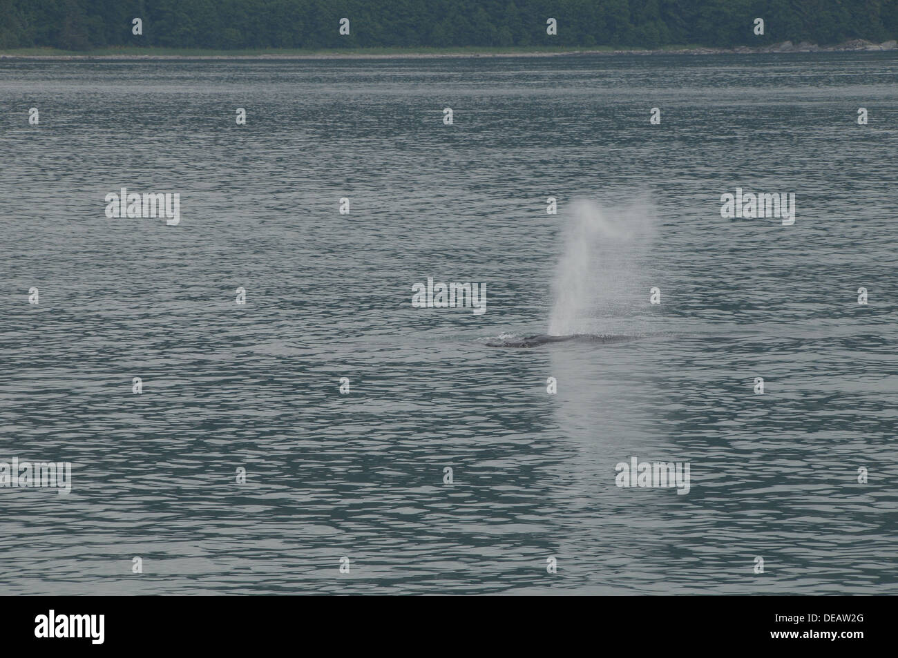 Whale watching Juneau, Alaska, Stati Uniti Foto Stock