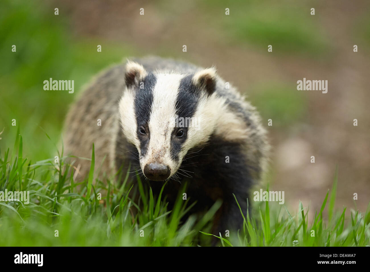 Un badger in roaming al di fuori della sua tana. Foto Stock