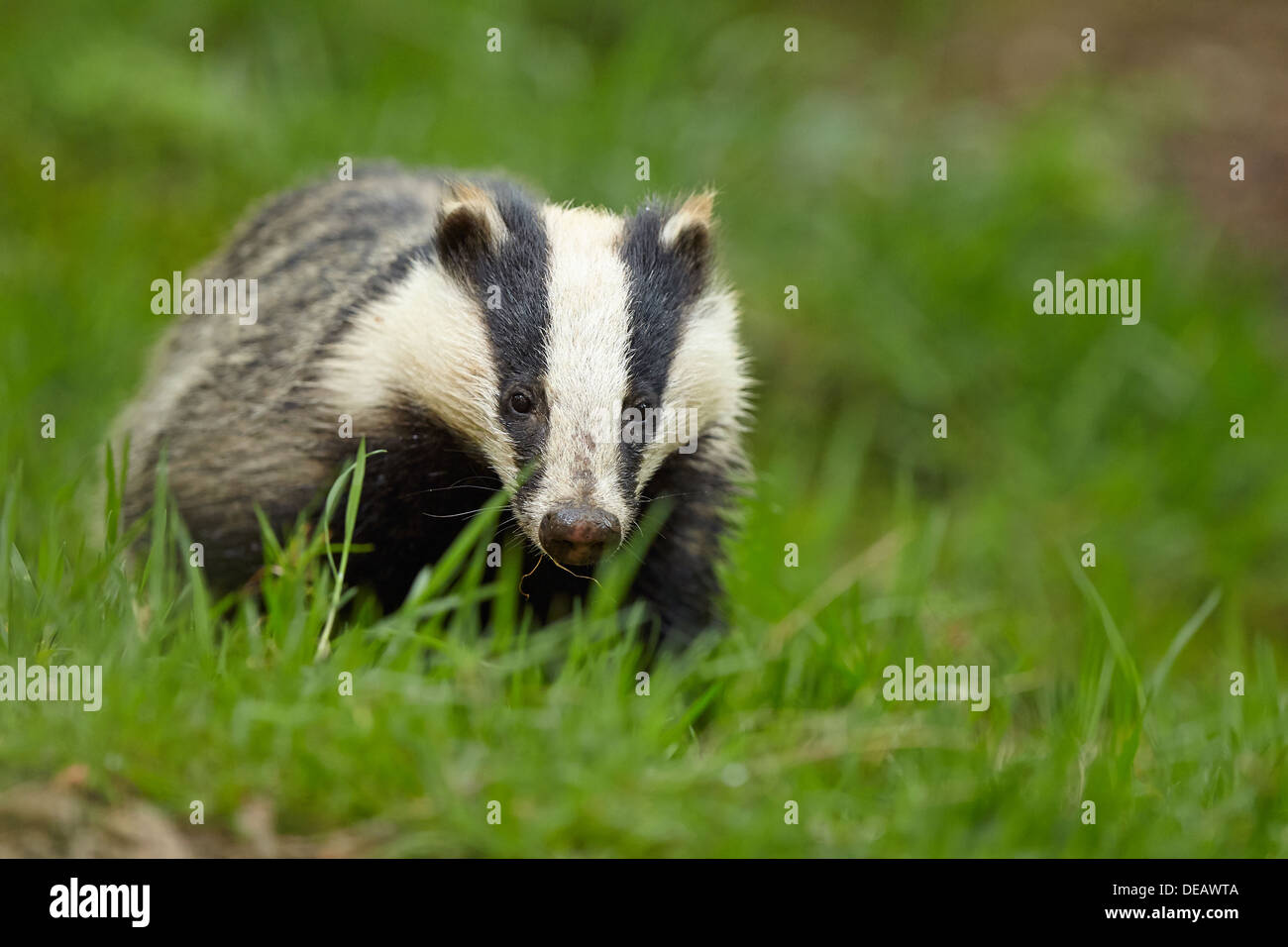 Un badger in roaming al di fuori della sua tana. Foto Stock