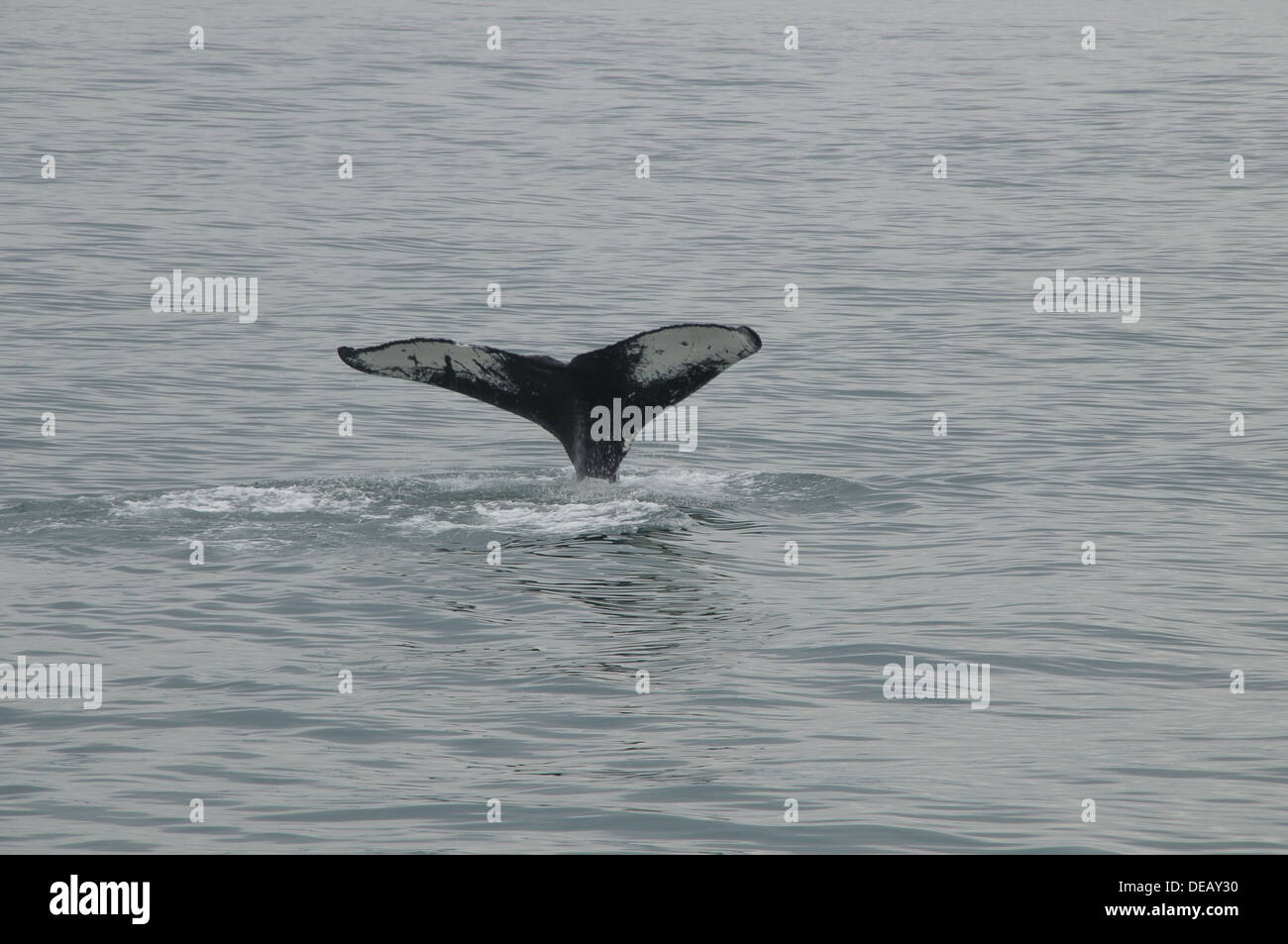 Whale watching Juneau, Alaska, Stati Uniti Foto Stock