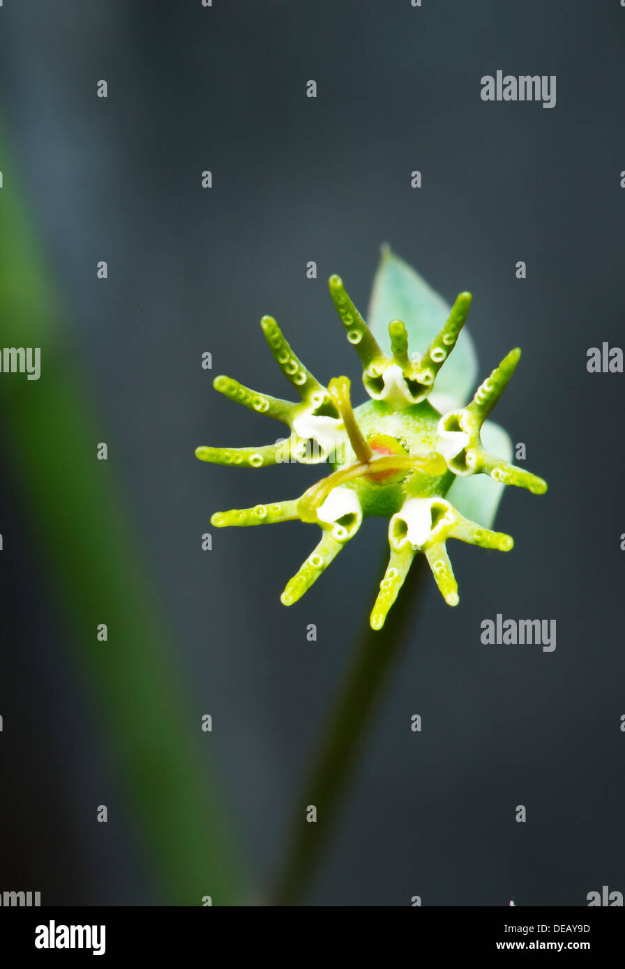 Euphorbia globosa Foto Stock