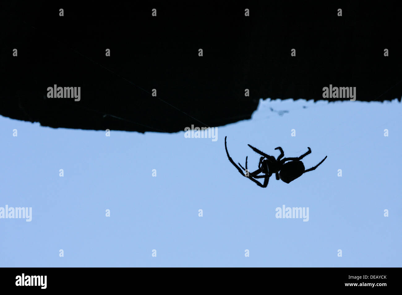 Silhouette Spider Foto Stock