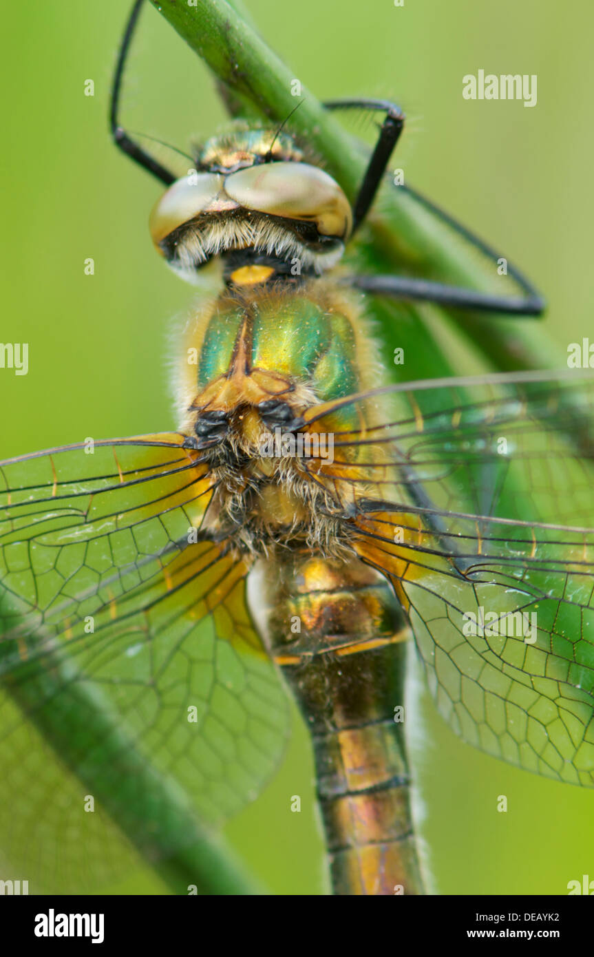 Roverella libellula smeraldo in appoggio sulle canne Foto Stock